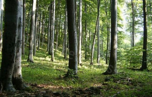 Eladó mezogazdasagi ingatlan, Csökölyön 7.5 M Ft