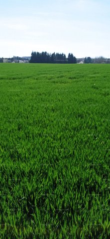 Eladó telek, Galambokon 11.9 M Ft / költözzbe.hu