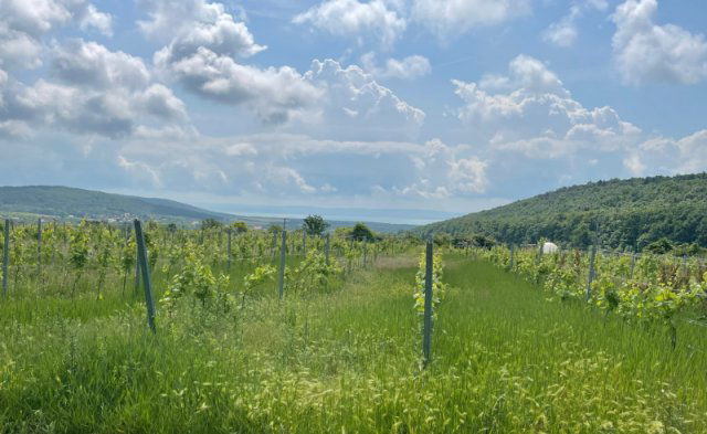 Eladó telek, Balatoncsicsón 43 M Ft / költözzbe.hu