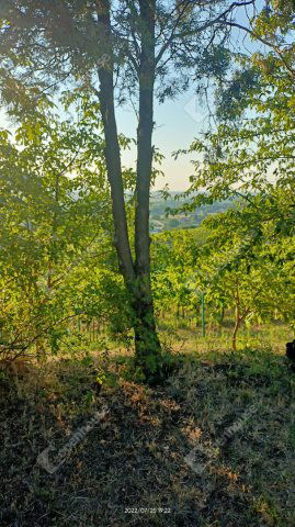 Eladó családi ház, Somlószőlősön 149.9 M Ft, 6 szobás