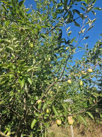 Eladó családi ház, Budapesten, XXII. kerületben 32.5 M Ft