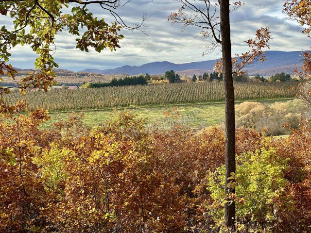 Eladó mezogazdasagi ingatlan, Berkenyén 33 M Ft