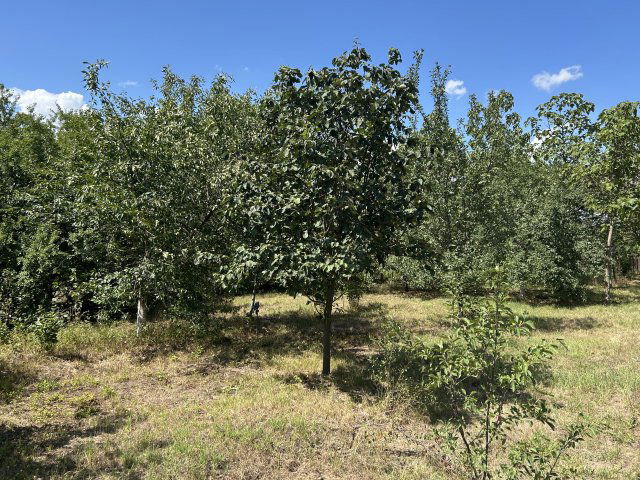 Eladó mezogazdasagi ingatlan, Hajdúszoboszlón 28 M Ft