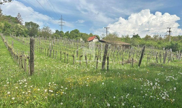 Eladó családi ház, Balatonszőlősön 80 M Ft, 3 szobás