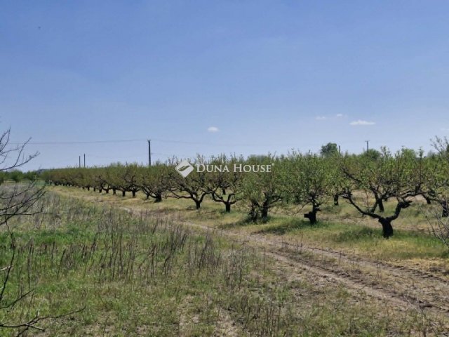 Eladó mezogazdasagi ingatlan, Bordányon 5.7 M Ft