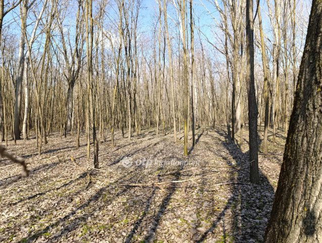 Eladó mezogazdasagi ingatlan, Üllésen 79.9 M Ft