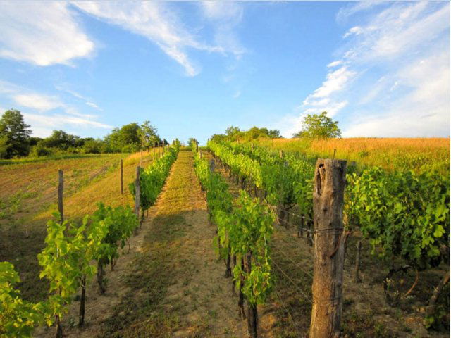 Eladó mezogazdasagi ingatlan, Kehidakustányban 8 M Ft