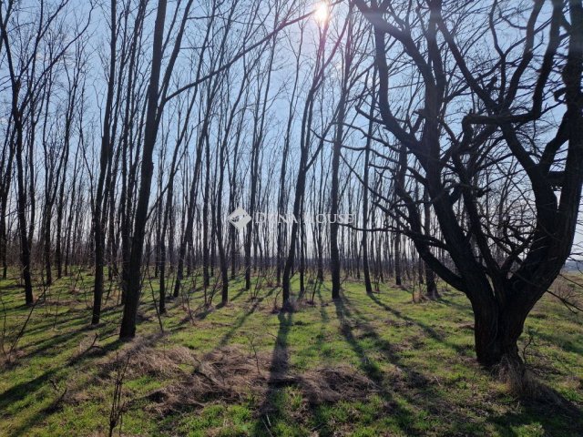 Eladó mezogazdasagi ingatlan, Vasadon 11 M Ft