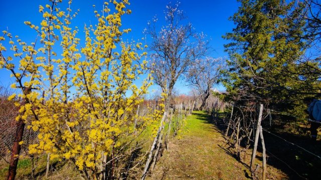 Eladó nyaraló, Balatonalmádiban 75 M Ft, 4 szobás