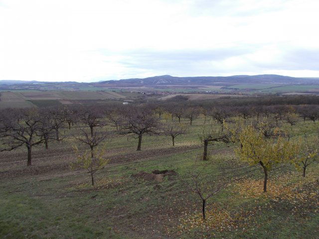 Eladó mezogazdasagi ingatlan, Tökön 77 M Ft