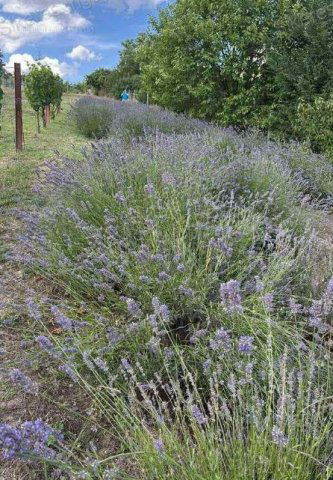 Eladó mezogazdasagi ingatlan, Vértesszőlősön 7 M Ft