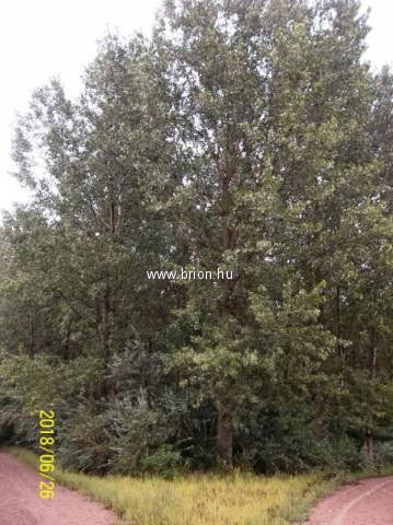 Eladó mezogazdasagi ingatlan, Kakucson 49 M Ft