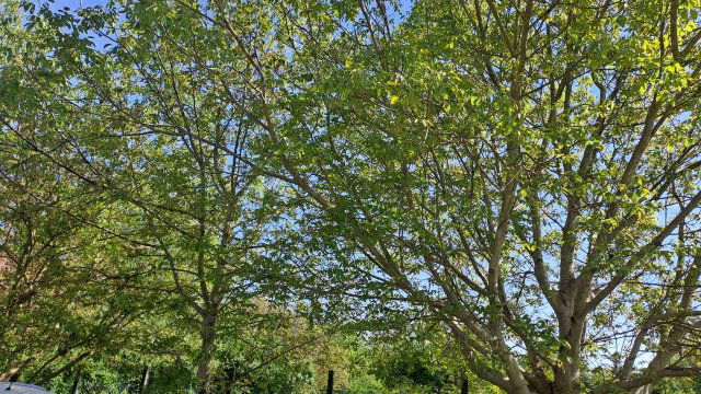 Eladó telek, Balatonberényben 41.91 M Ft / költözzbe.hu