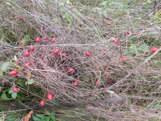 Eladó telek, Cserszegtomajon 11 M Ft / költözzbe.hu