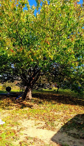 Eladó családi ház, Nagypálin 99 M Ft, 4 szobás