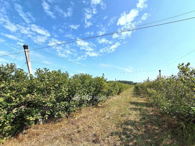 Eladó mezogazdasagi ingatlan, Cegléden 99.99 M Ft