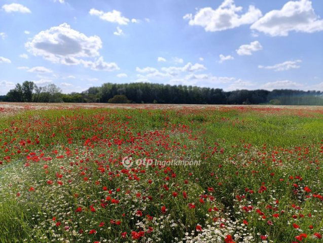 Eladó mezogazdasagi ingatlan, Pusztamérgesen 24.9 M Ft