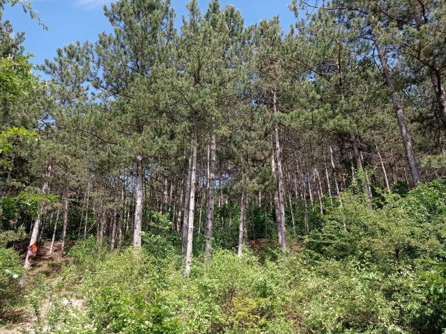 Eladó mezogazdasagi ingatlan, Litéren 3.4 M Ft