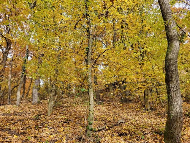 Eladó telek, Kismaroson 30 M Ft / költözzbe.hu