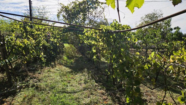 Eladó mezogazdasagi ingatlan, Tatán 8.5 M Ft