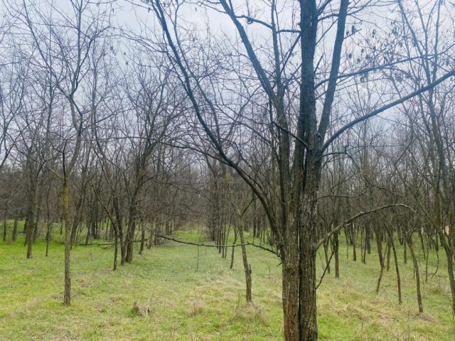 Eladó mezogazdasagi ingatlan, Tápiószentmártonon 8 M Ft