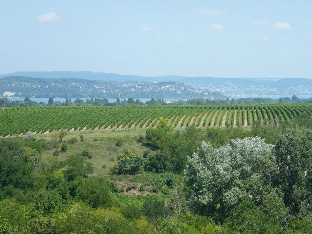 Eladó mezogazdasagi ingatlan, Kőröshegyen 102 M Ft