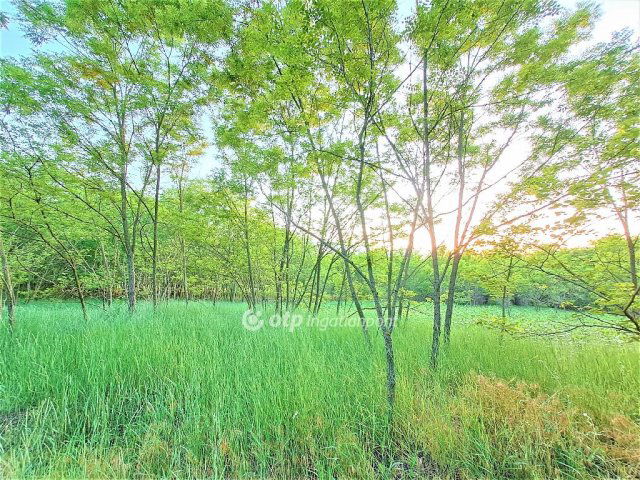 Eladó mezogazdasagi ingatlan, Tápióbicskén 3.9 M Ft