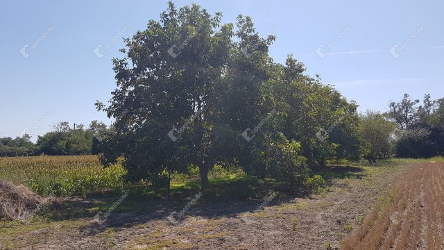 Eladó telek, Levélen 9.9 M Ft / költözzbe.hu