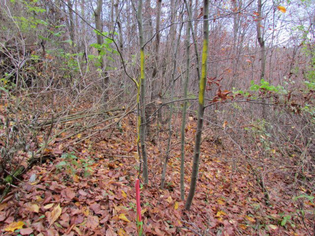 Eladó telek, Bükkszentkereszten 7.6 M Ft / költözzbe.hu