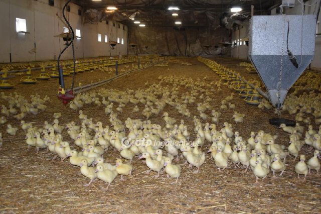 Eladó mezogazdasagi ingatlan, Mezőhegyesen 300 M Ft