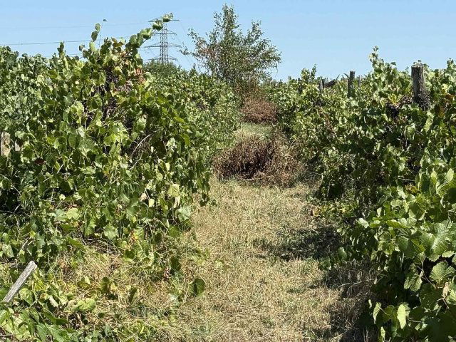 Eladó telek, Dunakeszin 10 M Ft / költözzbe.hu