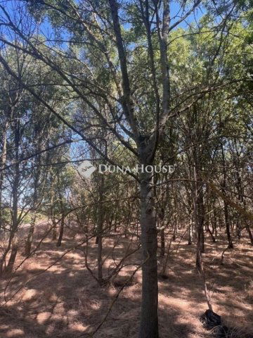 Eladó telek, Martfűn 13 M Ft / költözzbe.hu