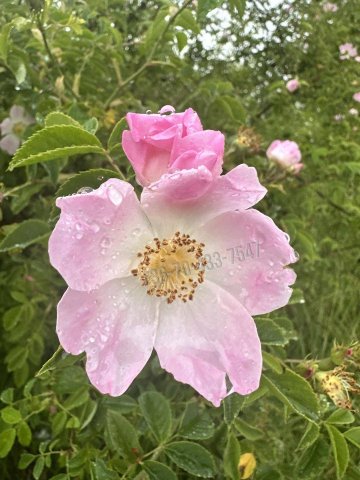 Eladó telek, Törökbálinton 36.7 M Ft / költözzbe.hu