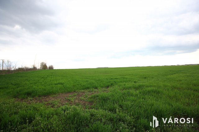 Eladó mezogazdasagi ingatlan, Röszkén 6.5 M Ft