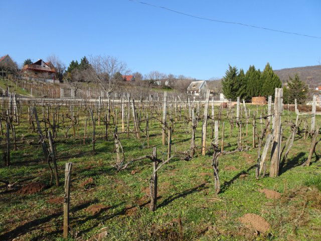 Eladó mezogazdasagi ingatlan, Csopakon 13.4 M Ft