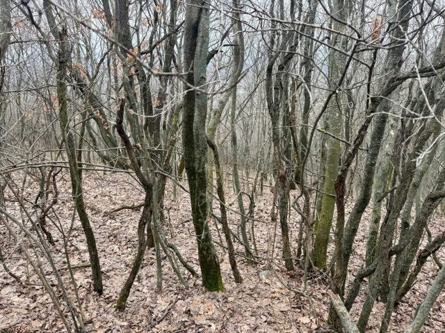 Eladó telek, Csókakőn 6.9 M Ft / költözzbe.hu