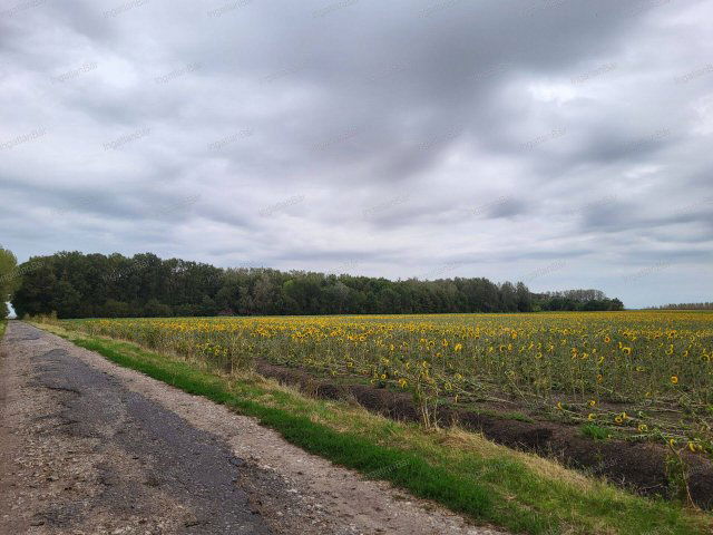 Eladó mezogazdasagi ingatlan, Tiborszálláson 32 M Ft