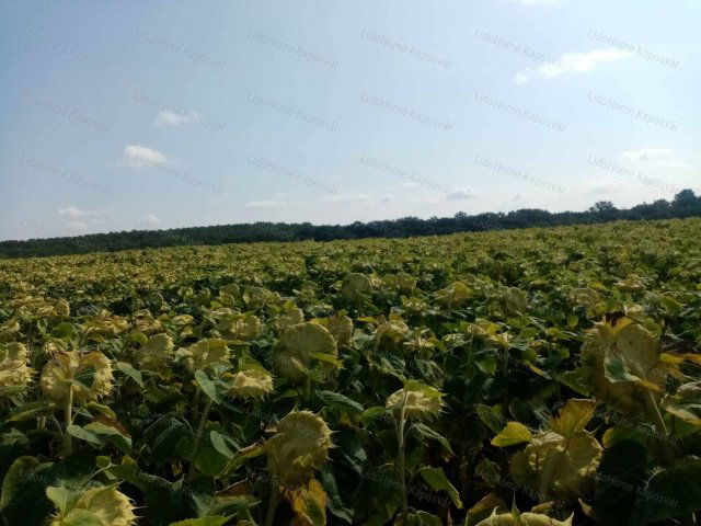 Eladó mezogazdasagi ingatlan, Igalon 2.99 M Ft