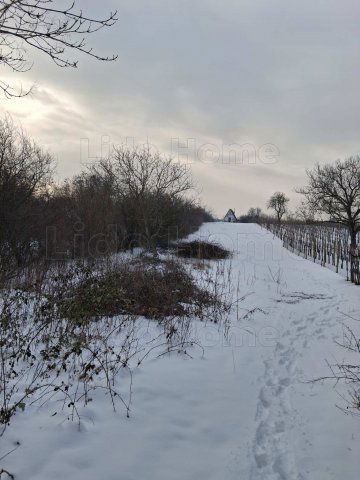Eladó mezogazdasagi ingatlan, Balatonalmádiban 15 M Ft