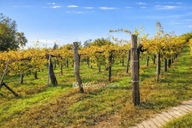 Eladó mezogazdasagi ingatlan, Mindszentkállán 10.5 M Ft