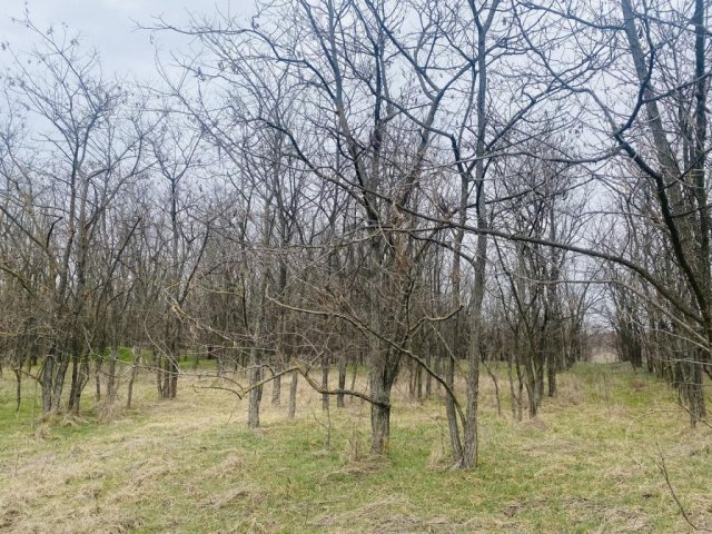 Eladó mezogazdasagi ingatlan, Tápiószentmártonon 8 M Ft