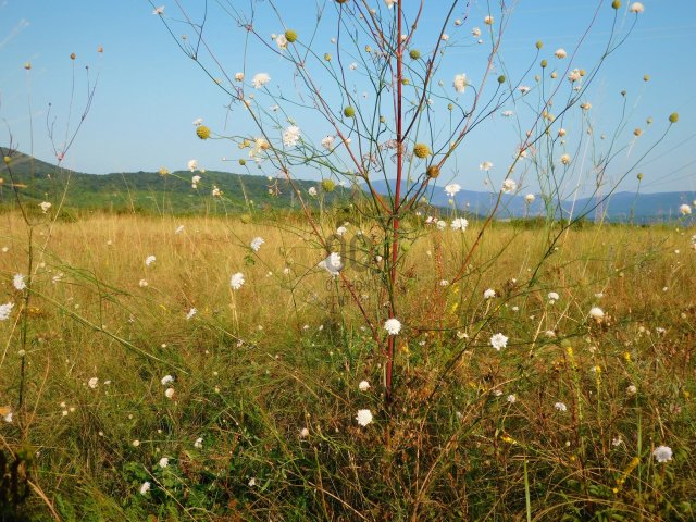 Eladó mezogazdasagi ingatlan, Pomázon 0.6 M Ft