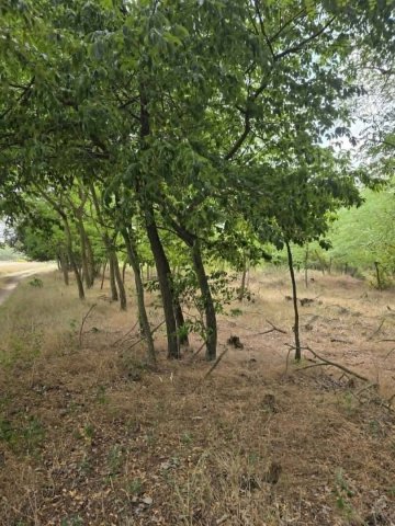Eladó mezogazdasagi ingatlan, Mikebudán 3.8 M Ft