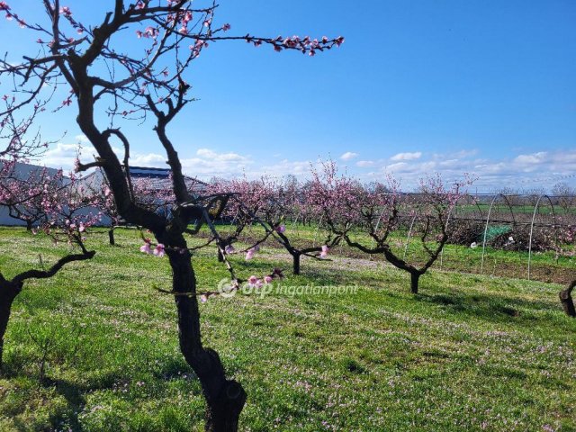 Eladó telek, Siófokon 127 M Ft / költözzbe.hu