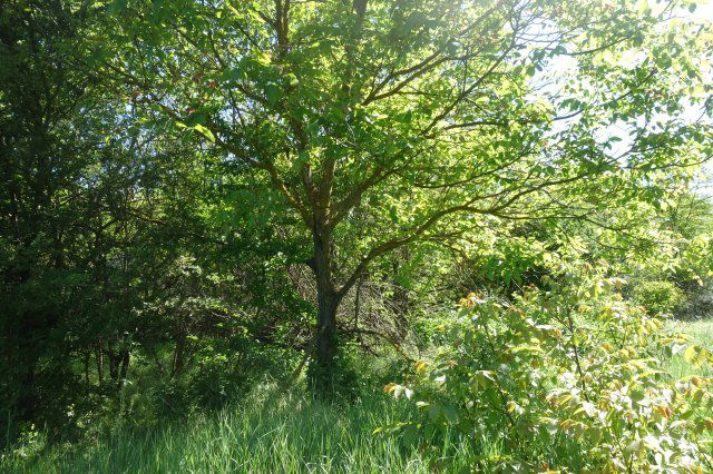 Eladó mezogazdasagi ingatlan, Isaszegen 3.9 M Ft