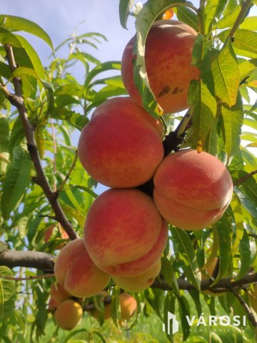 Eladó mezogazdasagi ingatlan, Debrecenben 115 M Ft, 3 szobás