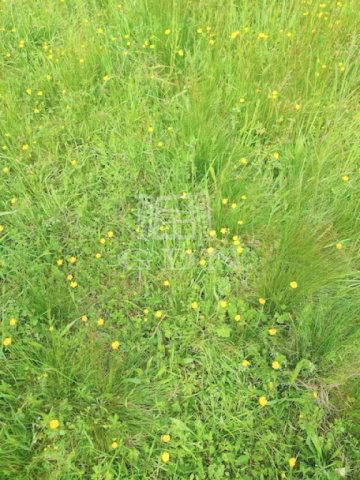 Eladó mezogazdasagi ingatlan, Nagyrákoson 75 M Ft