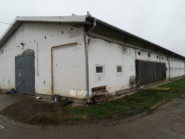 Eladó mezogazdasagi ingatlan, Mezőhegyesen 300 M Ft