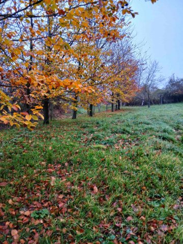 Eladó családi ház, Balatonfőkajáron 40 M Ft, 2 szobás