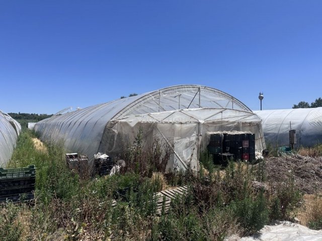 Eladó mezogazdasagi ingatlan, Szentesen 8 M Ft